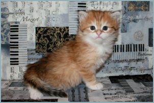 Female Siberian Kitten from Deedlebug Siberians